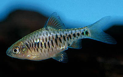 Puntius oligolepis